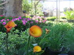 Zantedeschia Elliottiana